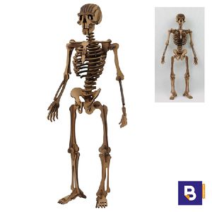 Maqueta de madera Esqueleto humano Wood Models